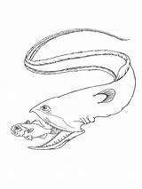 Coloring Pages Eel Eels Recommended Printable Color sketch template