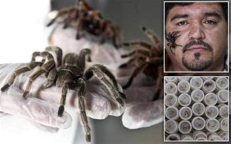 The Creepy Crawly Farm That Grows 5 000 Giant Spiders As Big As A Man S