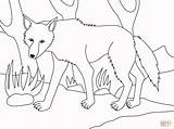 Coloring Wolf Pages Categories sketch template