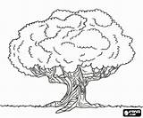 Roble Bomen Kleurplaten Arbol Eik Dąb Kleurplaat Drzewa Stary Kolorowanki Kolorowanka Carvalho Velho sketch template