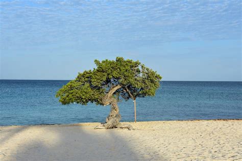 iconic watapana tree  eagle beach  aruba stock image image  landscape seascape