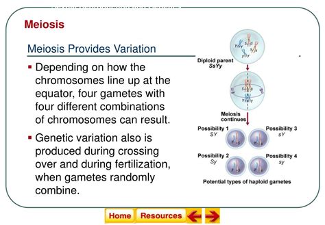 ppt meiosis powerpoint presentation id 675257