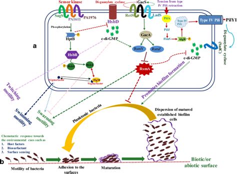 signaling pathways involved   regulation  biofilm formation