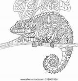 Stylized Chameleon Adult Zentangle Coloring Isolated Drawn Sketch Cartoon Hand Background Search Logo Shutterstock Vector Stock sketch template