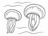 Jellyfish Coloring Pages Ocean sketch template