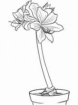 Coloring Pages Amaryllis Lilac Print Getcolorings Getdrawings Recommended sketch template