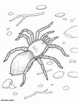 Tarantula Spinnen Deserto Disegni Colorare Spinne Insetos Kleurplaat Spiders Ausmalen Spider Educar Barata Drucken Insect Bambini sketch template
