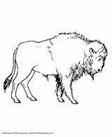 Bison Coloring Pages Wild Animal Animals Hairy Large Sheets Colouring Google Yellowstone Vacation Honkingdonkey Activity Kids Print Ca sketch template