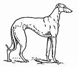 Greyhound Clipart Clip Silhouette Dog Cliparts Etc Library Gif Small Usf Edu Medium Original Large Tiff Resolution sketch template
