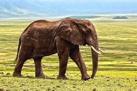 kostenloses foto elefanten elefant elefantenherde kostenloses bild