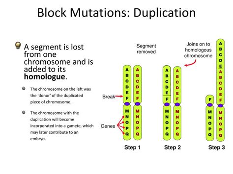 ppt mutations powerpoint presentation free download id 2201837