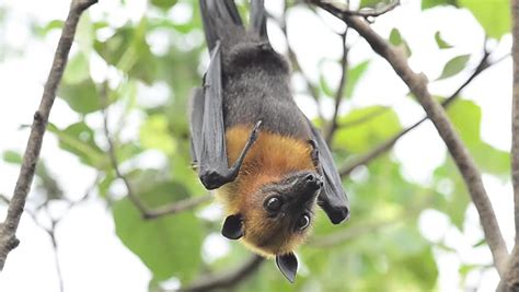 Hanging Flying Fox A Big Bats Are Matting Or Having Sex