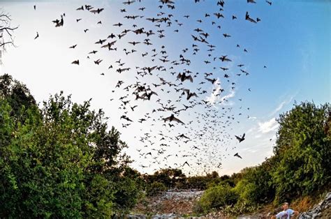 bat conservation int  twitter   conservation magazine