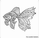 Mandala Fisch Golden Goldener Mandalas Ausmalbilder Erwachsene Ausdrucken Ausmalen Besuchen sketch template