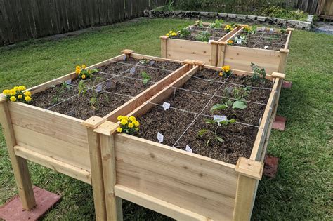 plant layout  spacing  raised beds
