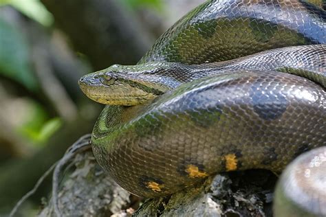 species  anacondas worldatlas