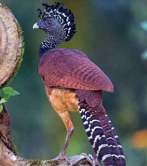do you know some exotic and rare birds on the earth quora