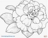 Lilac Coloring Pages Getcolorings Syringa Color sketch template
