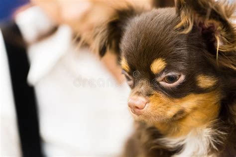 brown cute puppy portrait stock photo image  canine