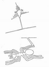 Nazca Spinne Kolibri Linien Atlantisforschung Skizzen Weiteren sketch template