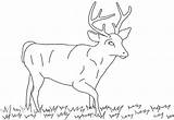 Deer Coloring Pages Kids Printable Deers Animal Big Animals Color sketch template