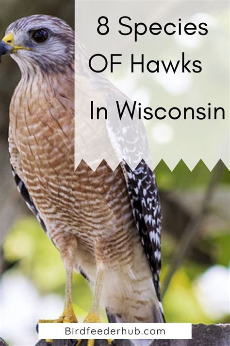 species  hawks  wisconsin bird feeder hub hawk hawk bird