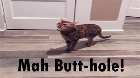 Funny Cat Screams About Its Butthole Hilarious Metal Song Youtube