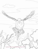 Budgie Coloring Pages Parakeet Drawing Print Getdrawings Color Conure Sun Popular sketch template