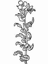 Primrose Coloring Flower Pages Designlooter 01kb 1600px 1200 sketch template