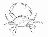 Chesapeake Crabs sketch template
