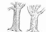 Bark Trunk Oak Branches sketch template