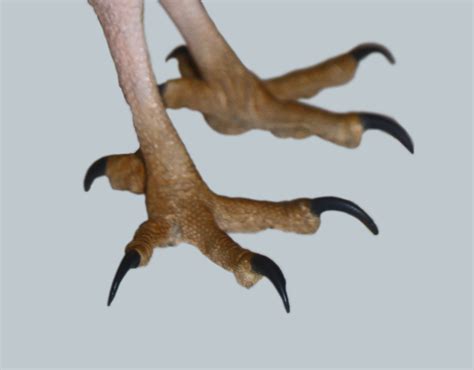 collection  bird claw png pluspng