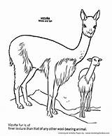 Coloring Vicuna Pages Wild Animal Honkingdonkey Animals Book Choose Board sketch template