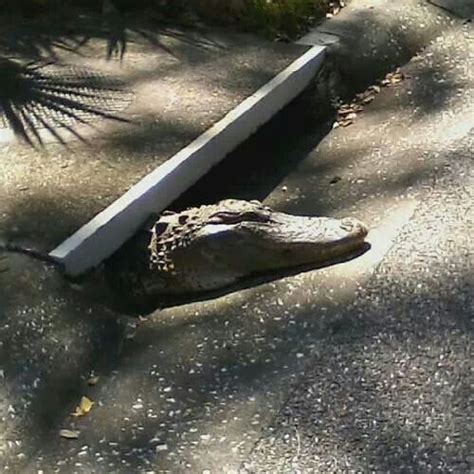 alligator   sewer alligators pinterest  ojays  alligators
