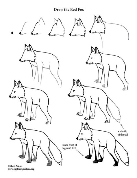 fox red drawing lesson