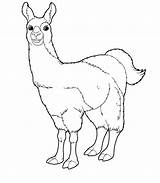 Llama Coloring Pages Llamas Joyful Merry Wonder sketch template