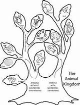 Zoology Schooling Classification Invertebrates Homeschool sketch template
