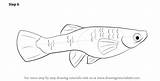 Guppy Drawing Draw Step Drawingtutorials101 Adding Finishing Required Touch Complete Final Fishes Tutorials sketch template