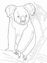 Koala Bear Coloring Pages Tree Printable Koalas Colouring Cute Supercoloring Color Baby Drawing Sheets Category Categories sketch template