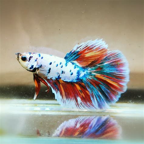 beautiful betta fancy multicolor halfmoon male betta fish types