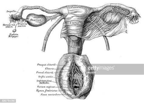 Vagina Stock Illustrations And Cartoons Getty Images