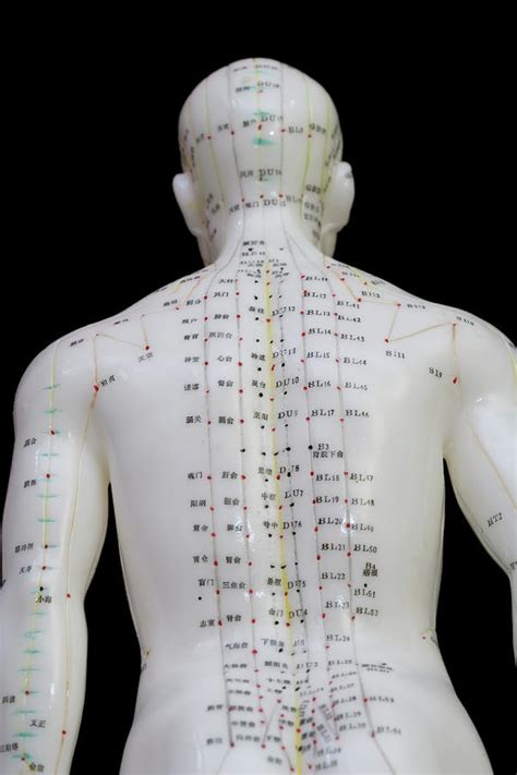 human model showing acupuncture points photograph  science stock photographyscience photo