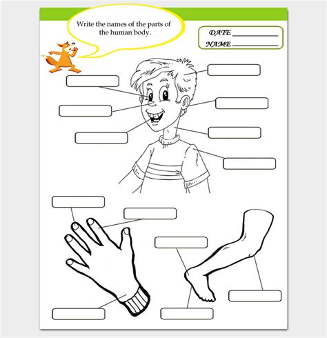 human body outline template  printable worksheets samples english