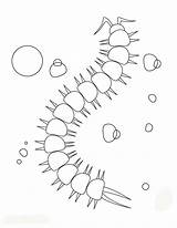 Centipede Coloring Pages Kids Caterpillar Animal Hellokids Color Millipede Printable Template Print 1kb sketch template