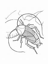Cockroach Coloring Cockroaches sketch template