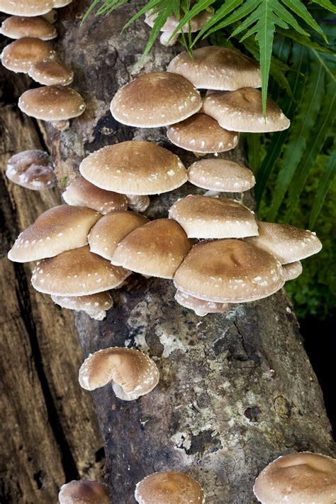 grow shiitake mushrooms indoors tips  growing shiitake