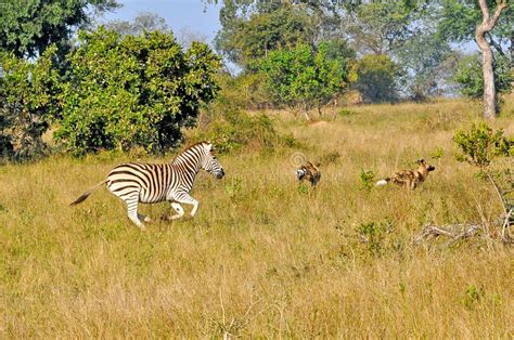zebra chasing wild dogs stock photo image  hunting