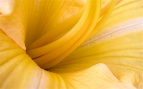 yellow flower wallpapers hd wallpapers id