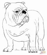 Bulldog Buldog Engelse Printen sketch template