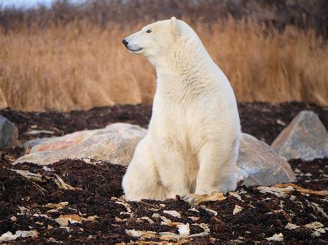 seal river fall polar bear photography tour churchill 2018 all you need to know before you
